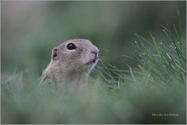 <p>SYSEL OBECNÝ (Spermophilus citellus) /European ground squirrel - Europäischer Ziesel/</p>